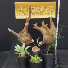 2025年最新】グラキリス ベアルートの人気アイテム - メルカリ