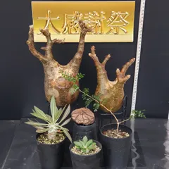 2025年最新】パキプス ベアルートの人気アイテム - メルカリ