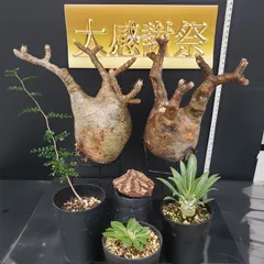 2025年最新】グラキリス ベアルートの人気アイテム - メルカリ