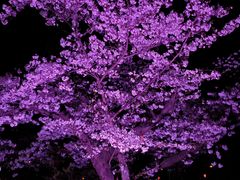 遊戯王 アジア版 シャドール まとめ売り① - メルカリ