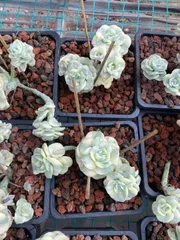 6株×ラブリーローズニシキ 多肉植物 エケベリア セダム アエオニウム グラプトペタルム 韓国苗 寄せ植え MY801