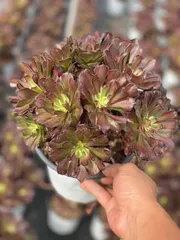 6株×フェラーリ 多肉植物 エケベリア セダム アエオニウム グラプトペタルム 韓国苗 寄せ植え WBLHF2662