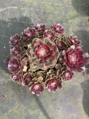 6株×クララベン 多肉植物 エケベリア セダム アエオニウム グラプトペタルム 韓国苗 寄せ植え WBLHF2665