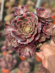 6株×ナフク 多肉植物 エケベリア セダム アエオニウム グラプトペタルム 韓国苗 寄せ植え WBLHF2666