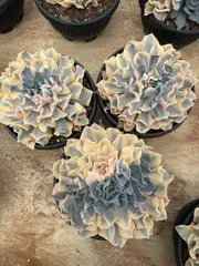 6株×リベリアハナキン 多肉植物 エケベリア セダム アエオニウム グラプトペタルム 韓国苗 寄せ植え WBLHF2693