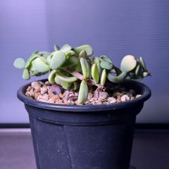 ペラルゴニウム クリズミフォリウム 山伏天狗 - メルカリ