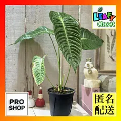 2025年最新】anthurium veitchiiの人気アイテム - メルカリ