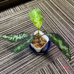 アグラオネマ ピクタム Aglaonema pictum Sumatra Selatan 子株 - メルカリ