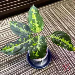 2025年最新】アグラオネマピクタムの人気アイテム - メルカリ