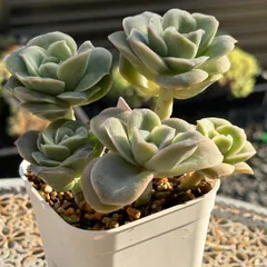 ラブリーローズ抜き苗  4苗セット ラブリーローズ抜き苗 4苗セット 多肉☆ラブリーローズ錦(大）・白斑