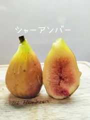 2025年最新】シャーアンバー イチジクの人気アイテム - メルカリ