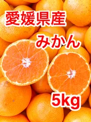 【愛媛・西宇和産】みかん家庭用5kg／甘味と酸味のバランス／訳あり・大小混合🍊