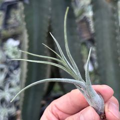 チランジア キングコング- ブッツィー × イオナンタ Tillandsia "KING KONG"＊ Tillandsia butzii x Tillandsia ionantha＊エアプランツ＠フラワーショップ江口