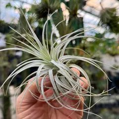 2025年最新】チャペウエンシスの人気アイテム - メルカリ