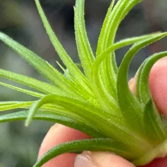 2025年最新】イオナンタ バリエガータの人気アイテム - メルカリ