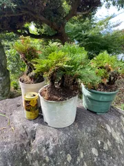 2025年最新】岩松 イワヒバの人気アイテム - メルカリ