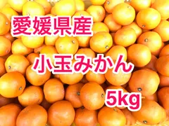 【愛媛・西宇和産】小玉みかん家庭用5kg／甘味と酸味のバランス／訳あり・小玉🍊