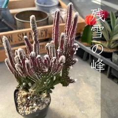 2025年最新】綴化サボテンの人気アイテム - メルカリ