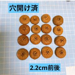 穴開け済み レッドオーク どんぐり帽子2.7cm以上 20個 - メルカリ