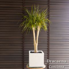 運気UP ガジュマルの木 7号 観葉植物 ガジュマル 幸福の木 セラアート