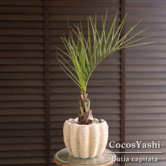 運気UP ガジュマルの木 7号 観葉植物 ガジュマル 幸福の木 セラアート