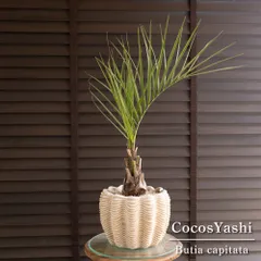 2025年最新】セメントガーデンの人気アイテム - メルカリ