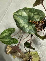 h*u様 タマノカンアオイ 白雪宝 斑入り山野草 h*u様 タマノカンアオイ