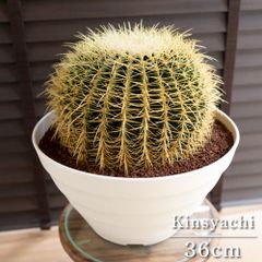 運気UP ガジュマルの木 7号 観葉植物 ガジュマル 幸福の木 セラアート