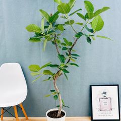 ［現品］【希少】86番　フィカスグランディス　8号　観葉植物　室内　大型　レア 現品］【希少】S フィカス グランディス 曲がり 8号 観葉植物 室内