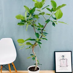 2025年最新】フィカス グランディスの人気アイテム - メルカリ