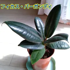2025年最新】フィカスバーガンディの人気アイテム - メルカリ