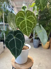 希少　アンスリウム　クラリネルビウム　斑入り　美株　激レア　鉢ごとメルカリ便 希少 アンスリウム クラリネルビウム 斑入り 美株 激レア 鉢ごと