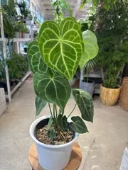 2025年最新】アンスリウムクラリネルビウムの人気アイテム