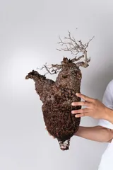 2025年最新】パキプス ベアルートの人気アイテム - メルカリ