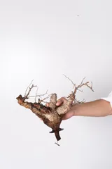 2025年最新】パキプス ベアルートの人気アイテム - メルカリ