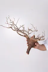 2025年最新】オペルクリカリア パキプス ベアルートの人気