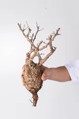 2025年最新】オペルクリカリア パキプス ベアルートの人気アイテム