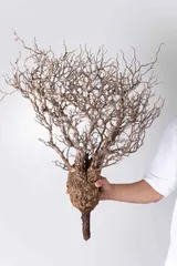 2025年最新】パキプス ベアルートの人気アイテム - メルカリ