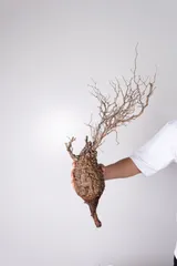 2025年最新】パキプス ベアルートの人気アイテム - メルカリ