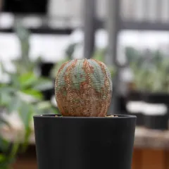 2025年最新】オベサ 木質化の人気アイテム - メルカリ