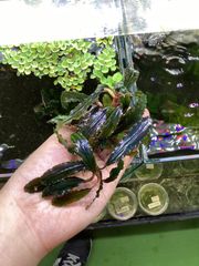 Bidayuha crassispatha Kalimantan Barat - メルカリ