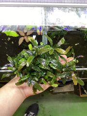 Bidayuha crassispatha Kalimantan Barat - メルカリ