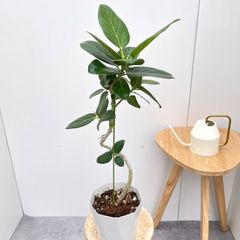 ドラセナ コンシンネ マジェンタ 8【現品】観葉植物 室内 大型 - メルカリ