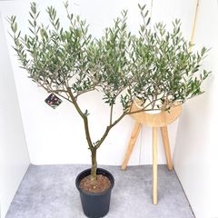 ドラセナ コンシンネ マジェンタ 8【現品】観葉植物 室内 大型 - メルカリ