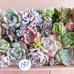 151 多肉植物寄せ植えセット