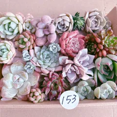 153 多肉植物寄せ植えセット