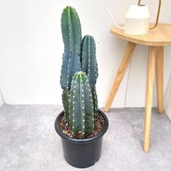 ドラセナ コンシンネ マジェンタ 8【現品】観葉植物 室内 大型 - メルカリ