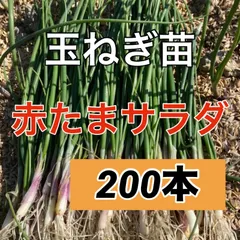 2025年最新】赤玉ねぎの人気アイテム - メルカリ