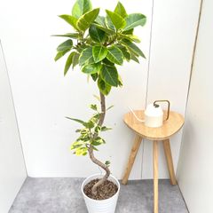 ［現品］19番　ドラセナ　コンシンネ　マジェンタ　観葉植物　室内　大型　8号 現品］19番 ドラセナ コンシンネ マジェンタ 観葉植物 室内 大型 8号