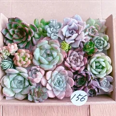 156 多肉植物寄せ植えセット